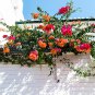 Adenium Fully Orange Petals Long Flower Tail 2 PCS Seeds