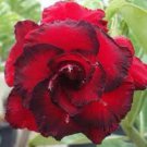 Adenium Fire Red Purple Petals Flower 2 PCS Seeds