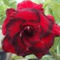 Adenium Fire Red Purple Petals Flower 2 PCS Seeds