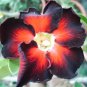 Adenium Fire Red Purple Petals Flower 2 PCS Seeds