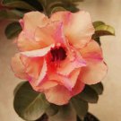 Adenium Fire Orange Petals with Fire Red Stripes & Edge Flower 2 PCS Seeds Adenium Fire Orange Petals with Fire Red Stripes & Edge Flower 2 PCS Seeds