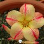 Adenium Fire Orange Petals with Fire Red Stripes & Edge Flower 2 PCS Seeds