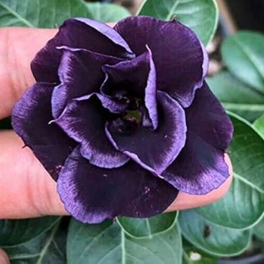 Adenium Desert Rose White Purple Double Flowers 1000 PCS Seeds