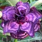 Adenium Desert Rose White Purple Double Flowers 1000 PCS Seeds