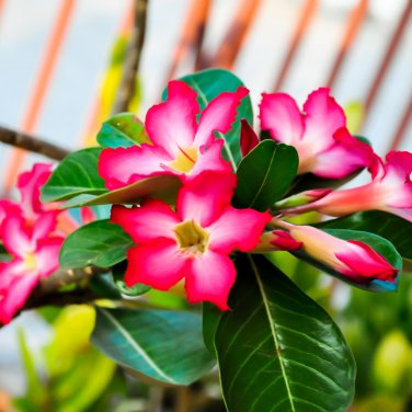 Adenium Desert Rose White Purple Double Flowers  60 PCS Seeds