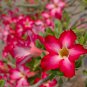 Adenium Desert Rose White Purple Double Flowers 60 PCS Seeds