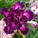 Adenium Desert Rose White Petals with Blackish Purple Thick Edge 100 PCS Seeds Adenium Desert Rose White Petals with Blackish Purple Thick Edge 100 PCS Seeds