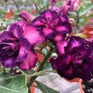 Adenium Desert Rose White Petals with Blackish Purple Thick Edge 1000 PCS Seeds Adenium Desert Rose White Petals with Blackish Purple Thick Edge 1000 PCS Seeds
