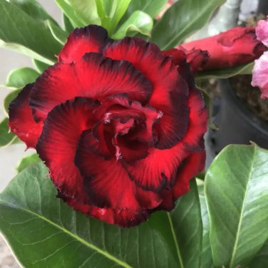 Adenium Dark Rose Red Petals with part of White Petal Flower 2 PCS Seeds