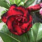 Adenium Dark Rose Red Petals with part of White Petal Flower 2 PCS Seeds