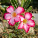 Adenium Dark Red Petals with Thin Whitish Pink Edge Flower 1000 PCS Seeds