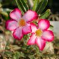 Adenium Dark Red Petals with Thin Whitish Pink Edge Flower 1000 PCS Seeds