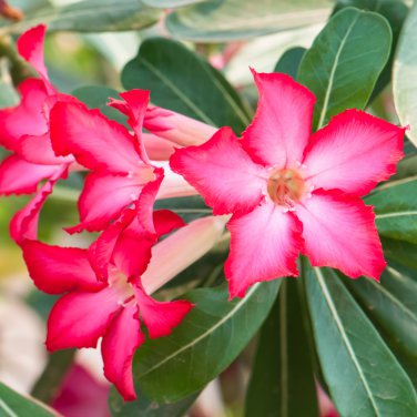 Adenium Dark Red Petals Flower 2 PCS Seeds