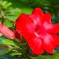 Adenium Dark Red Petals Flower 2 PCS Seeds