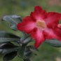 Adenium Dark Red Petals Flower 2 PCS Seeds