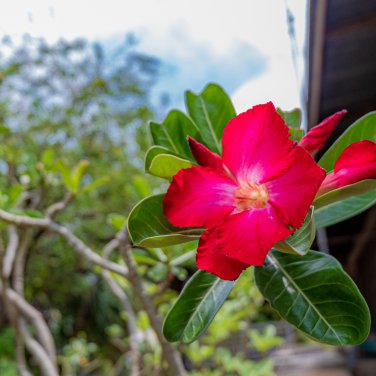 Adenium Dark Red Moon Plant 2 PCS Seeds