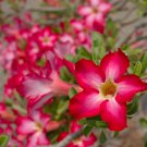 Adenium Dark Red Desert Rose 1000 PCS Seeds