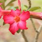 Adenium Dark Red Desert Rose 1000 PCS Seeds