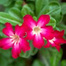 Adenium Dark Red Desert Rose 2 PCS Seeds Adenium Dark Red Desert Rose 2 PCS Seeds
