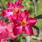 Adenium Dark Red Desert Rose 2 PCS Seeds