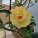 Adenium Black Yellow White Series 20 PCS Seeds