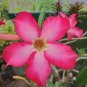 Adenium Black Yellow White Series 20 PCS Seeds