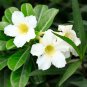 Adenium Black Yellow White Series 20 PCS Seeds