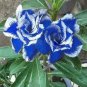 Adenium Dark Blue Petals Light Pink Eye Flower 2 PCS Seeds