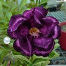 Adedium Desert Rose Blackish Purple Single Petal with White Color 2 PCS Seeds Adedium Desert Rose Blackish Purple Single Petal with White Color 2 PCS Seeds