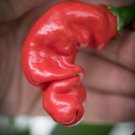 ADB Inc Penis Chill Red Hot Peter Pepper 200 PCS Seeds ADB Inc Penis Chill Red Hot Peter Pepper 200 PCS Seeds