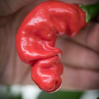 ADB Inc Penis Chill Red Hot Peter Pepper 200 PCS Seeds