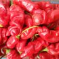 ADB Inc Penis Chill Red Hot Peter Pepper 200 PCS Seeds