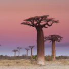 Adansonia Digitata Bonsai African Baobabs 2 PCS Seeds Adansonia Digitata Bonsai African Baobabs 2 PCS Seeds
