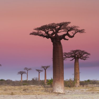 Adansonia Digitata Bonsai African Baobabs 2 PCS Seeds