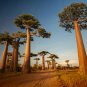 Adansonia Digitata Bonsai African Baobabs 2 PCS Seeds