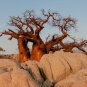 Adansonia Digitata Bonsai African Baobabs 2 PCS Seeds