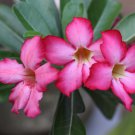 Adenium Dard Red-White-Bright Yellow Double Flowers 1000 PCS Seeds Adenium Dard Red-White-Bright Yellow Double Flowers 1000 PCS Seeds