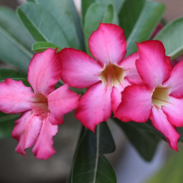 Adenium Dard Red-White-Bright Yellow Double Flowers 1000 PCS Seeds