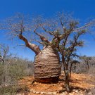 Adansonia African Baobab Bonsai Upside Down Tree 2 PCS Seeds