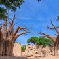 Adansonia African Baobab Bonsai Upside Down Tree 2 PCS Seeds