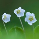 ACID Blue Oxalis Wood Sorrel Flowers 100 PCS Seeds