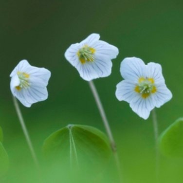 ACID Blue Oxalis Wood Sorrel Flowers 100 PCS Seeds