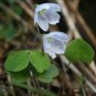 ACID Blue Oxalis Wood Sorrel Flowers 100 PCS Seeds