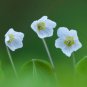 ACID Blue Oxalis Wood Sorrel Flowers 100 PCS Seeds
