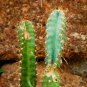 Acanthocereus Tetragonus Barbed Wire Cactus with White Flowers 10 PCS Seeds