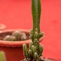 Acanthocereus Tetragonus Barbed Wire Cactus with White Flowers 10 PCS Seeds