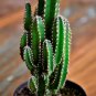 Acanthocereus Tetragonus Barbed Wire Cactus with White Flowers 10 PCS Seeds