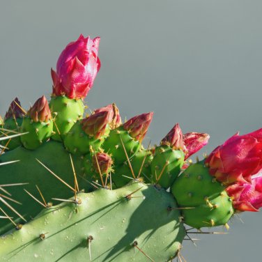 Acanthocalycium Klimpelianum Prickly Cactus with Pinkish Spines 20 PCS Seeds