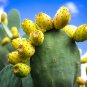 Acanthocalycium Klimpelianum Prickly Cactus with Pinkish Spines 20 PCS Seeds