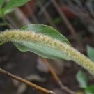 Acalypha Hispida Green Chenille Plants Bonsai Ornamental Flowers 100 PCS Seeds